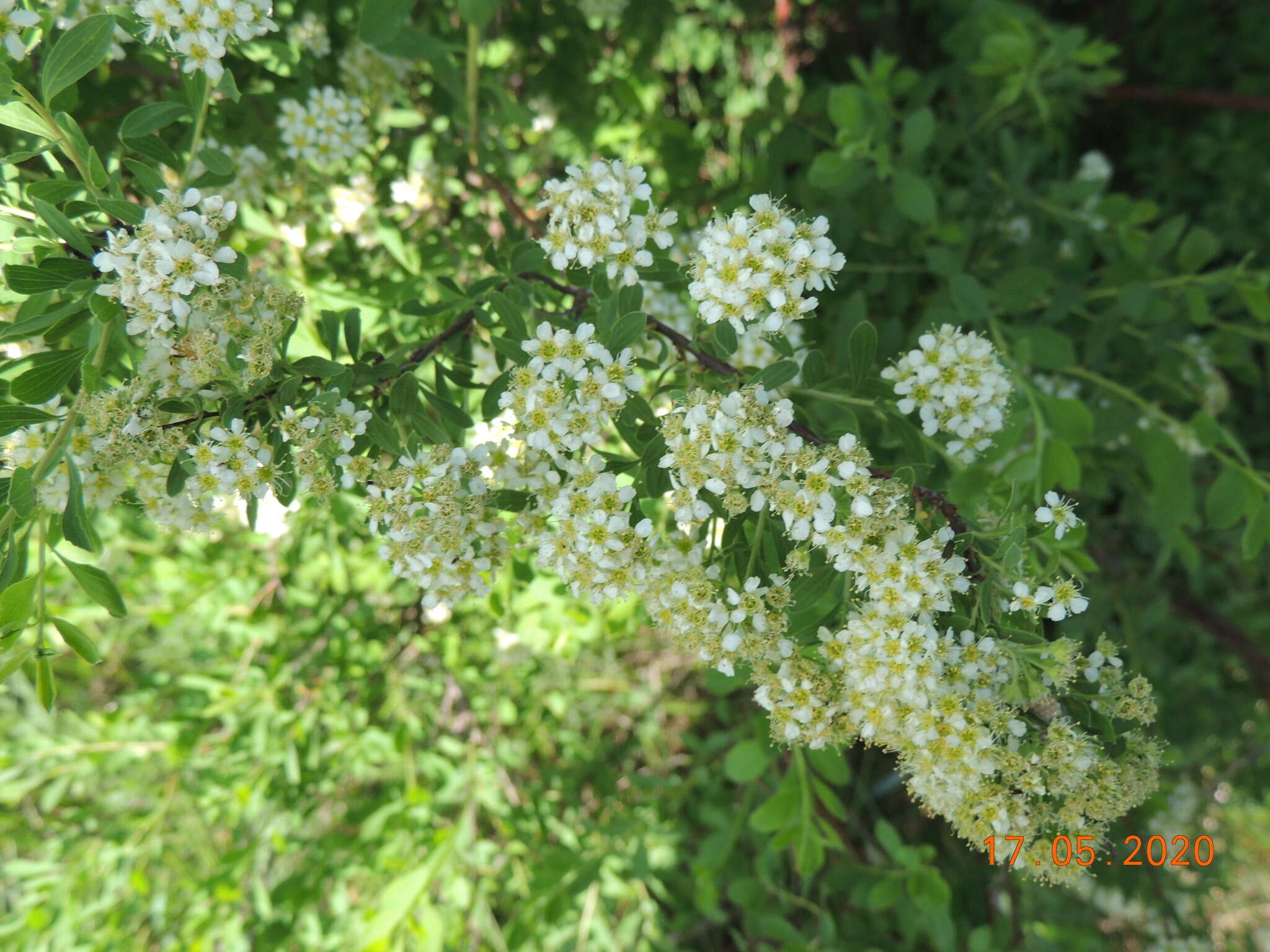 Image of Spiraea crenata L.