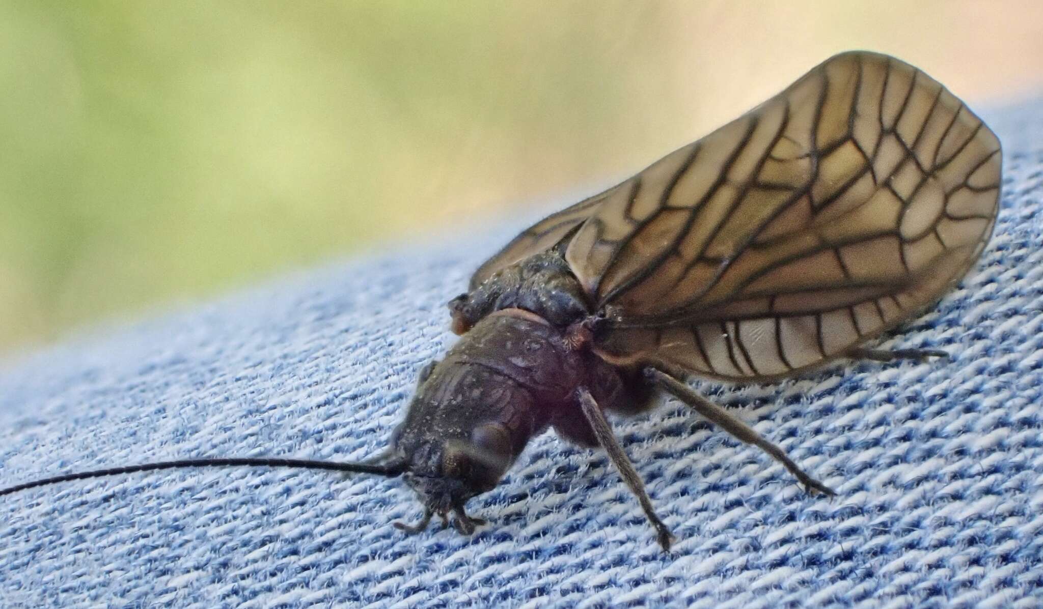 Image of Alderfly