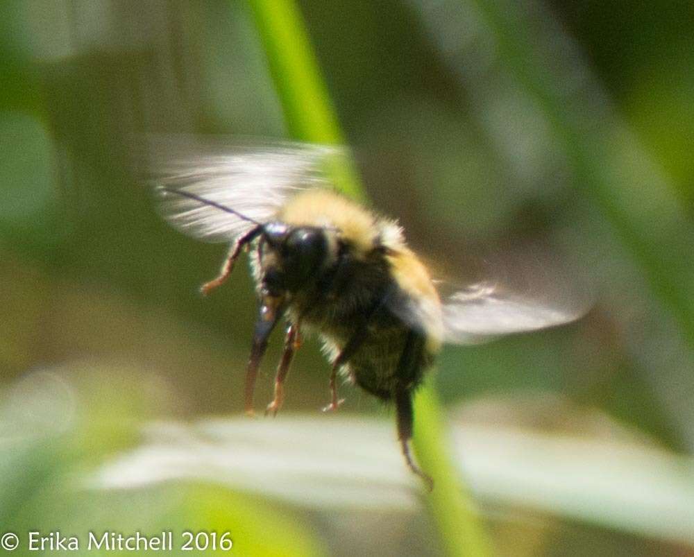 Image of Northern Amber Bumble Bee