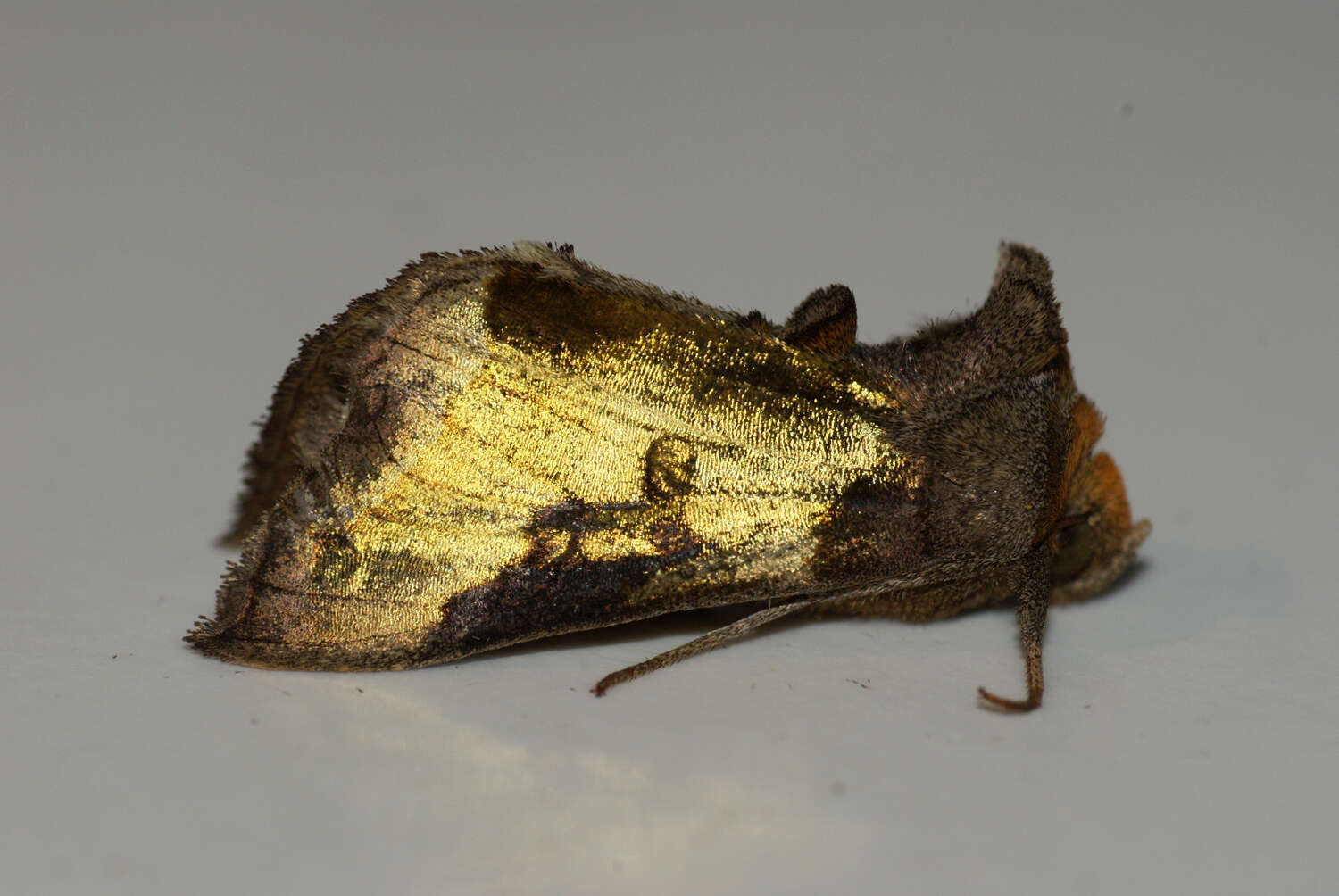 Image of burnished brass