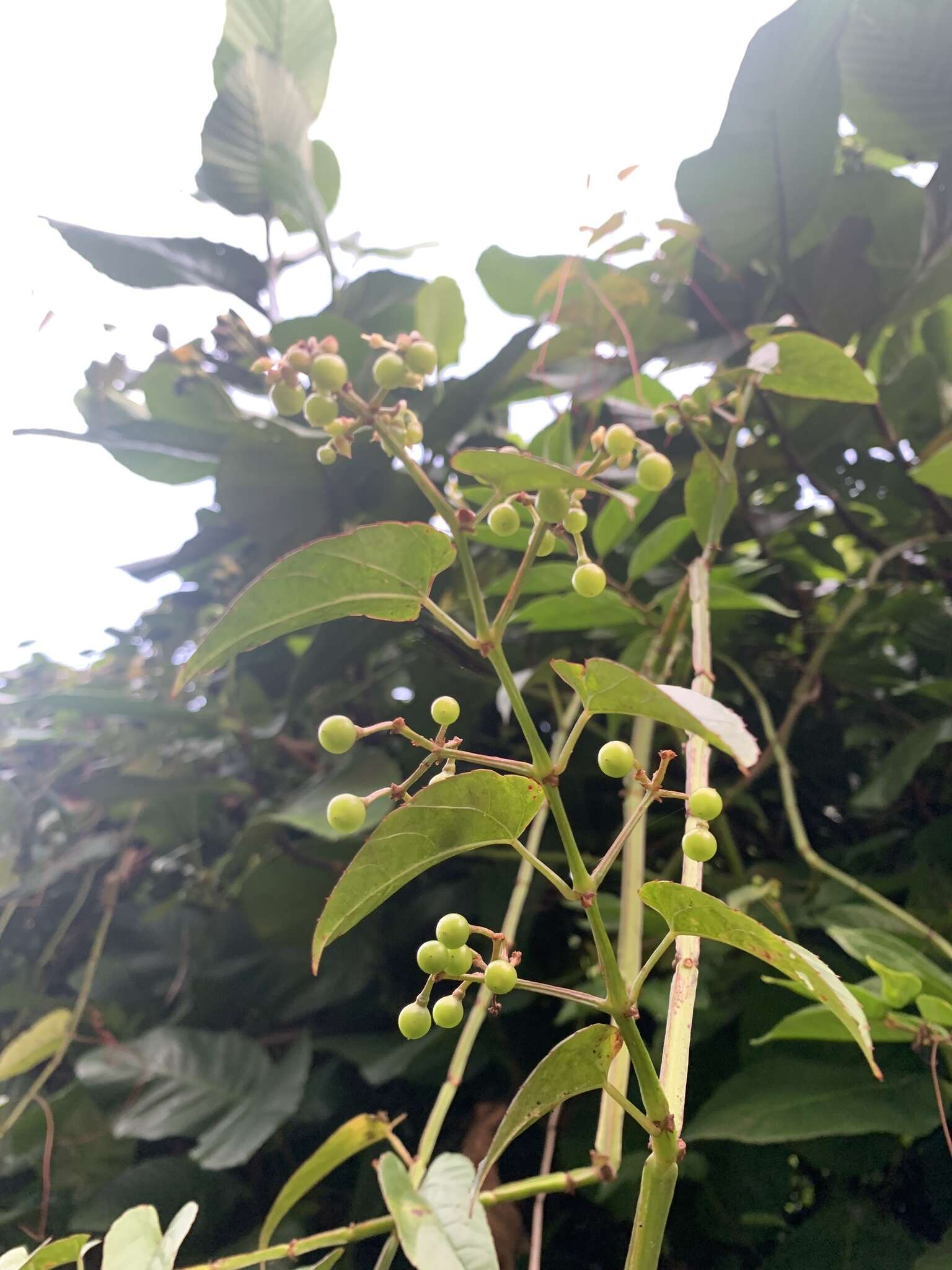 Image de Cissus hastata (Miq.) Planch.