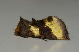 Image of burnished brass