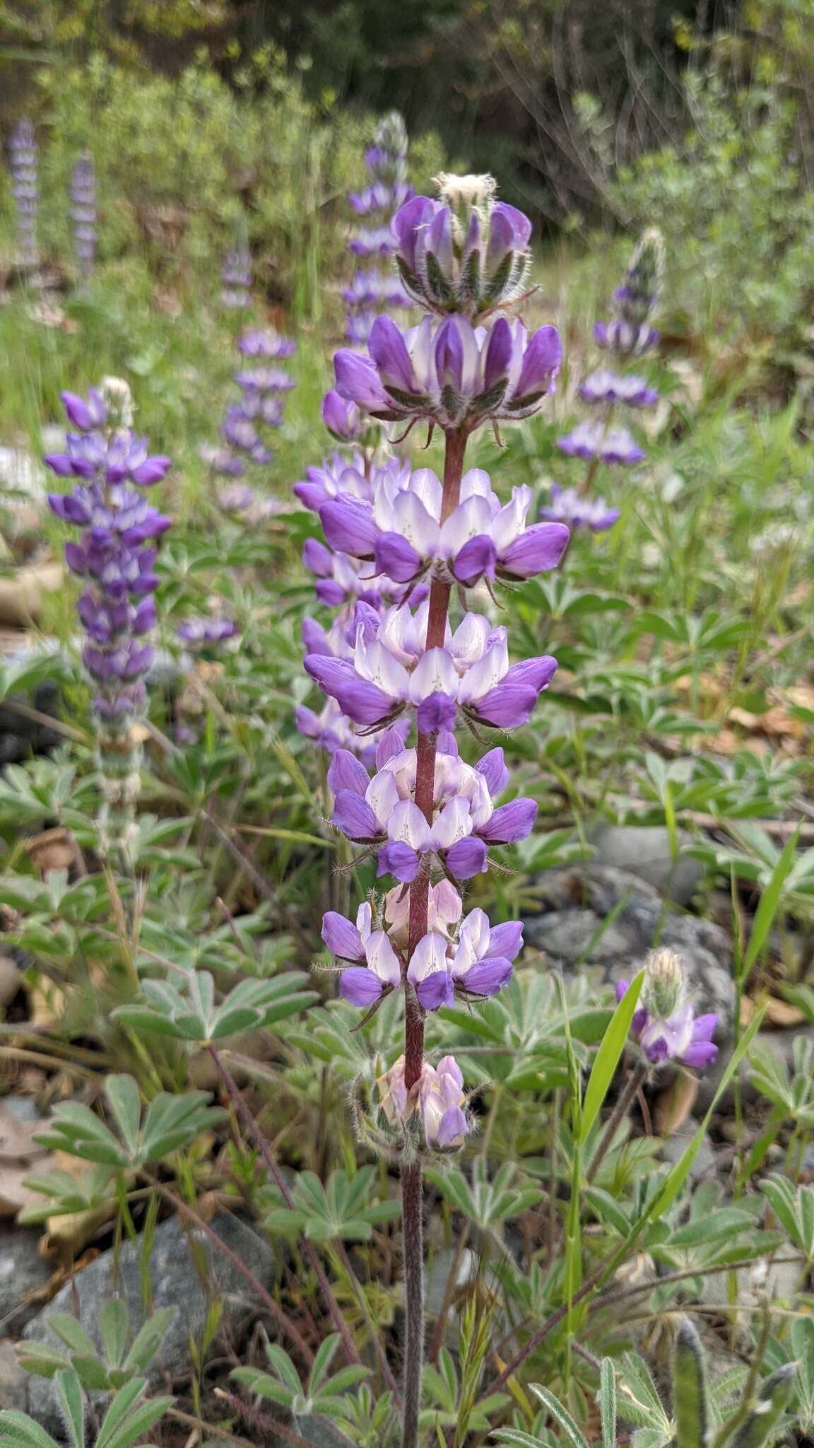 Image de <i>Lupinus <i>microcarpus</i></i> var. microcarpus