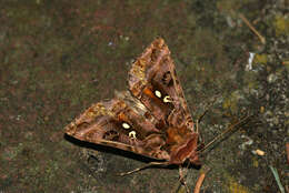 Imagem de Autographa pulchrina Haworth 1802