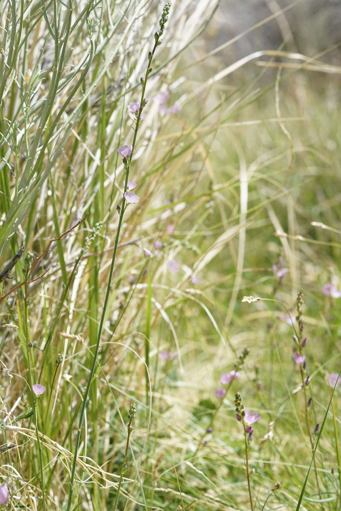 Image of Owens Valley sidalcea