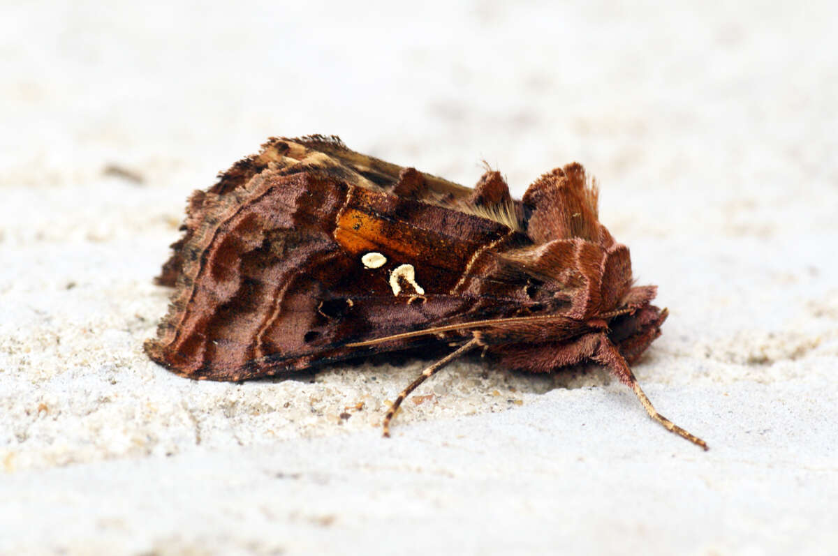 Imagem de Autographa pulchrina Haworth 1802