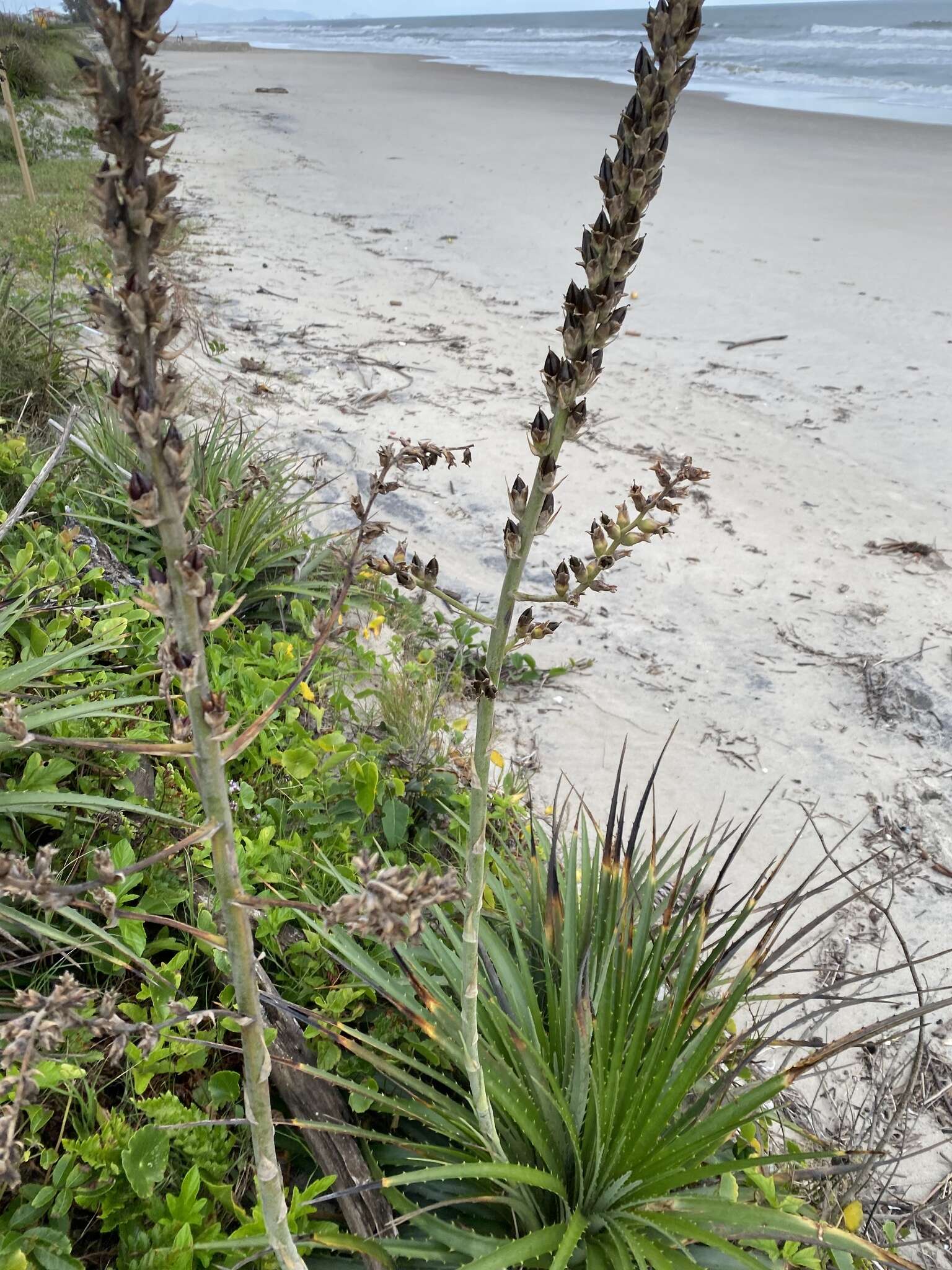 Image of Dyckia encholirioides (Gaudich.) Mez