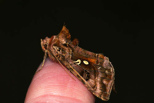 Imagem de Autographa pulchrina Haworth 1802