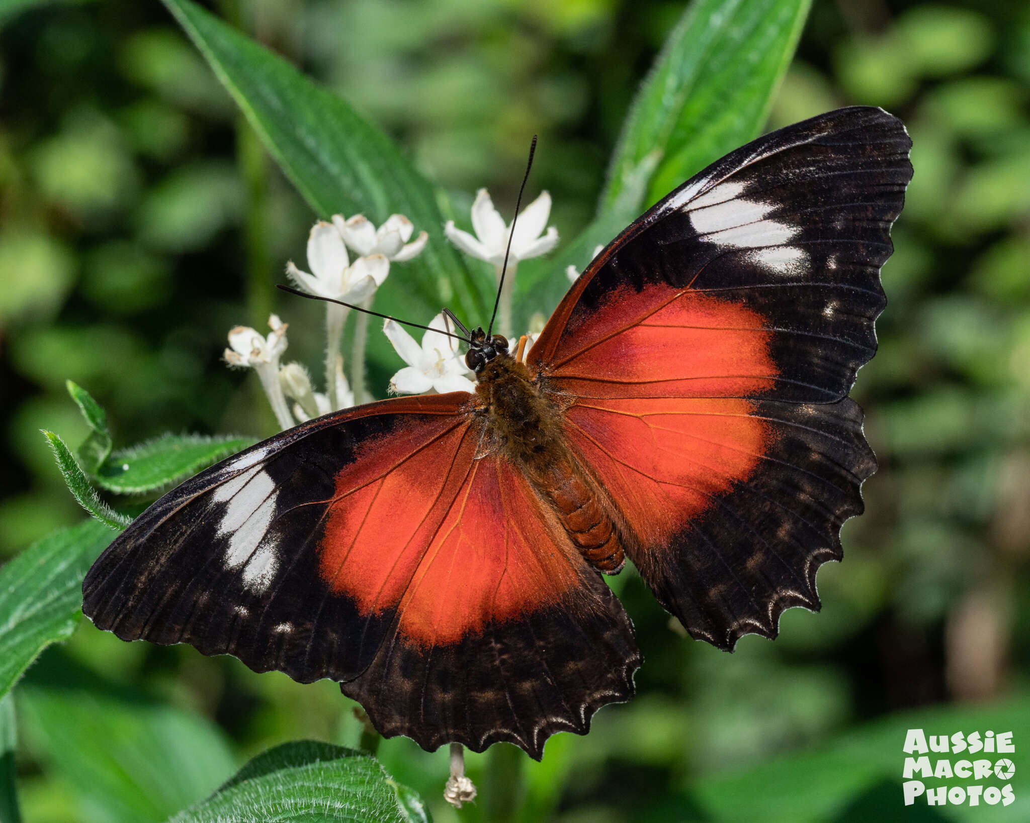 Imagem de Cethosia cydippe Linnaeus 1763