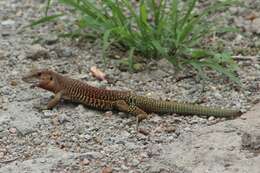 Image of Rusty-rumped Whiptail