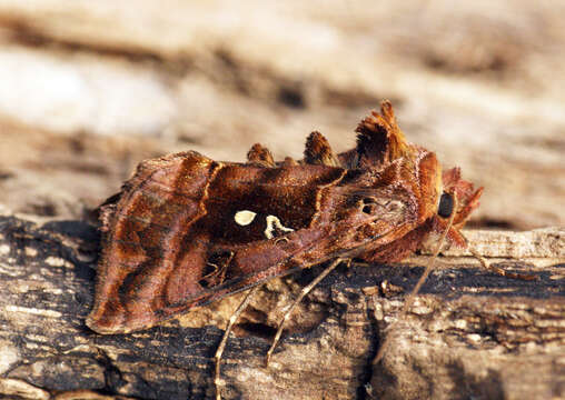 Imagem de Autographa pulchrina Haworth 1802