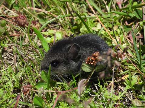 Image of Peromyscus melanotis J. A. Allen & Chapman 1897