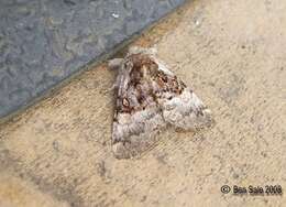 Image of nut-tree tussock