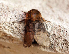 Image of nut-tree tussock