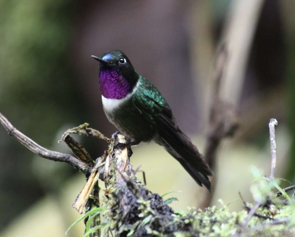 Image of Amethyst-throated Sunangel