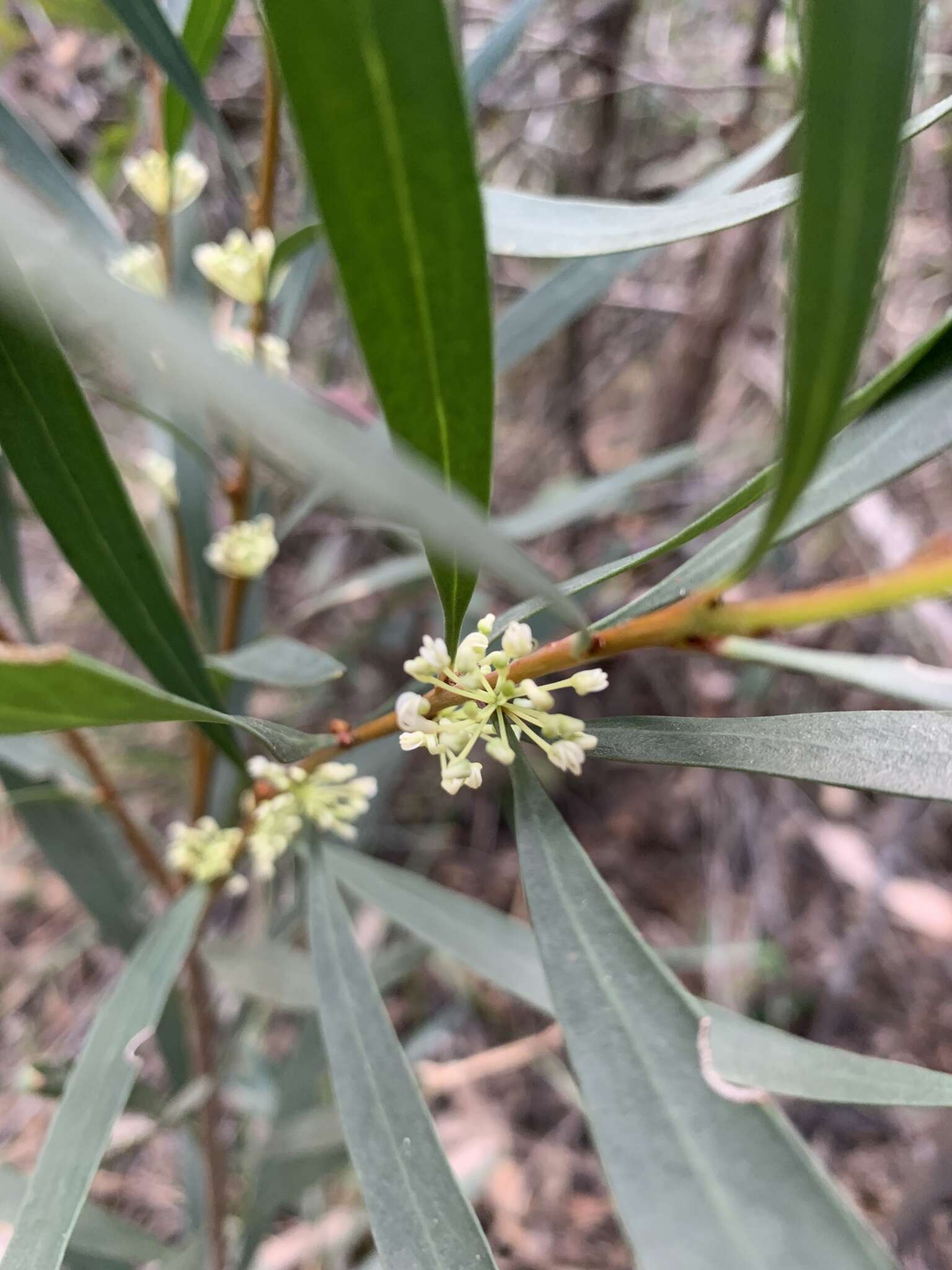 Image of Hakea salicifolia subsp. angustifolia (A. A. Ham.) W. R. Barker