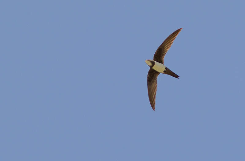 Image of Alpine swift