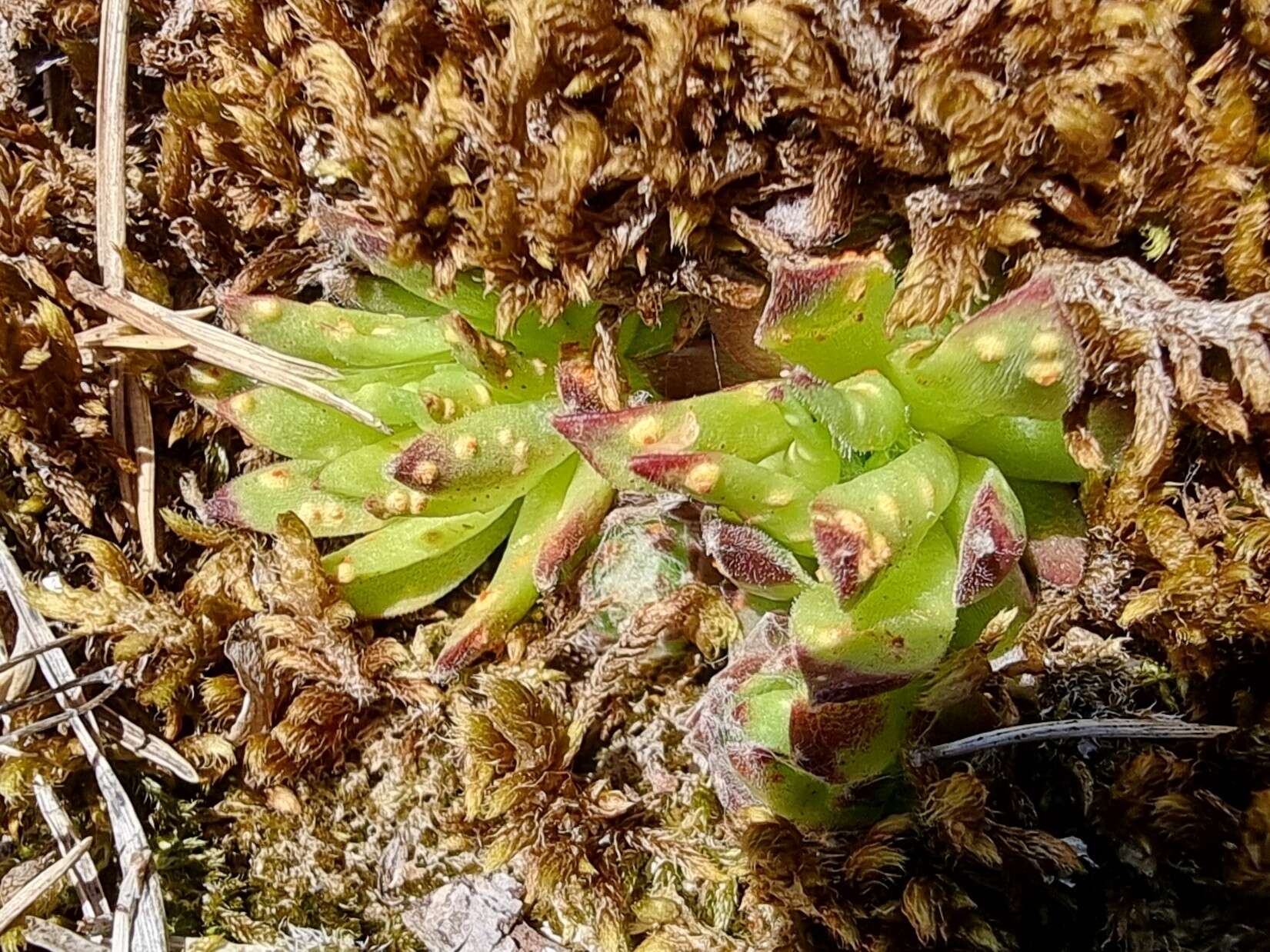 Image de Endophyllum sempervivi (Alb. & Schwein.) de Bary 1863