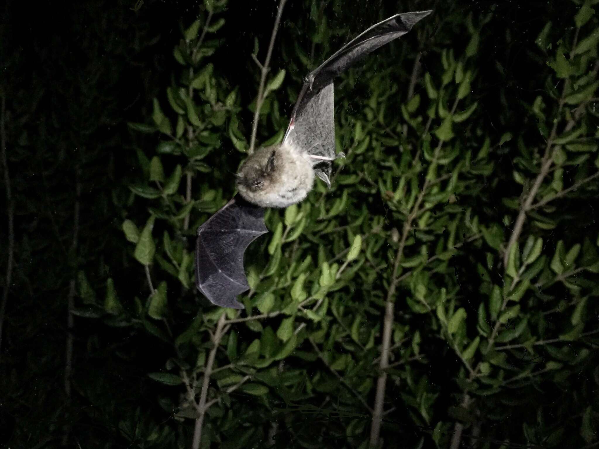 Image de Myotis chiloensis (Waterhouse 1840)