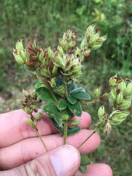 Image de Lespedeza hirta (L.) Hornem.