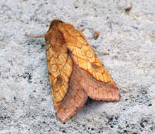 Image of bordered sallow