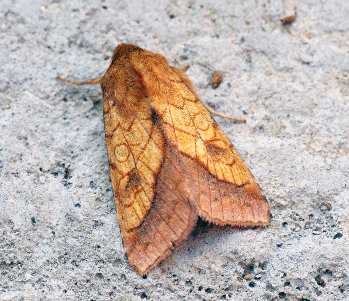 Image of bordered sallow