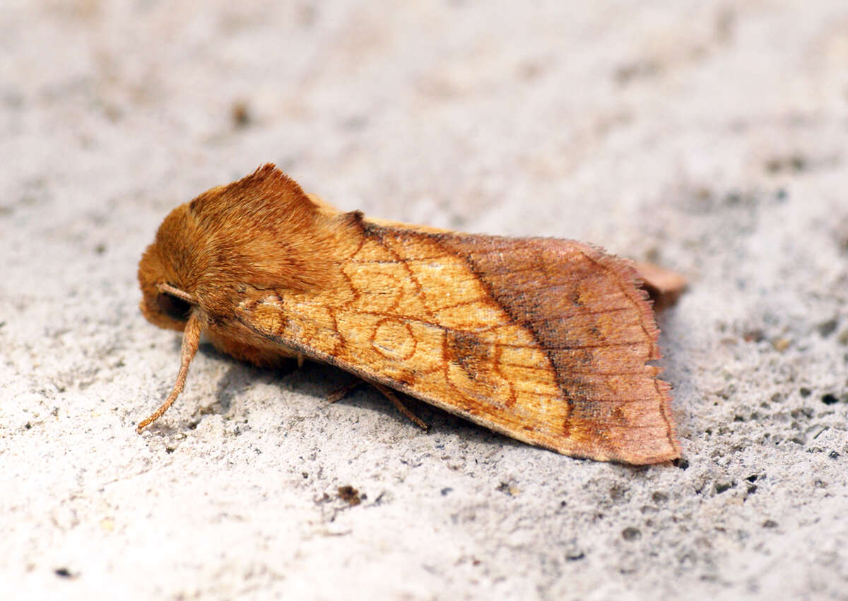 Image of bordered sallow