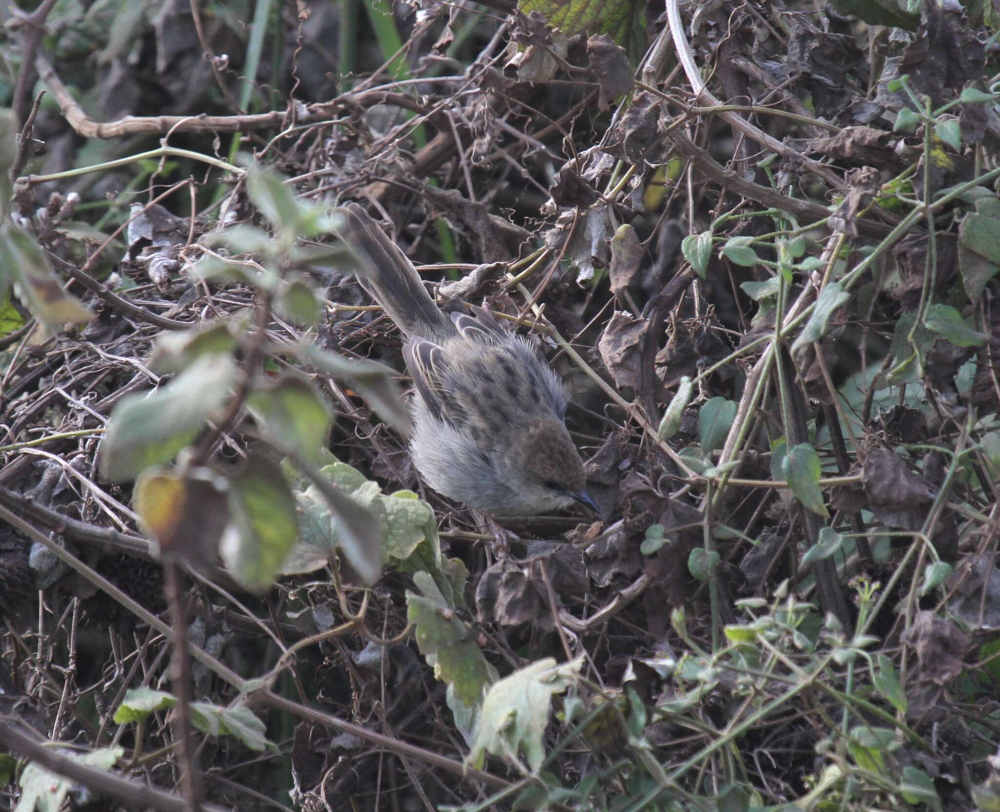 Image of Hunter's Cisticola