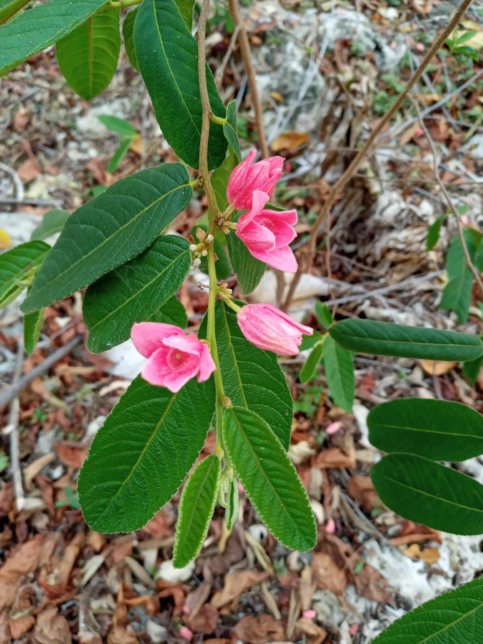 Image of Casearia dodecandra