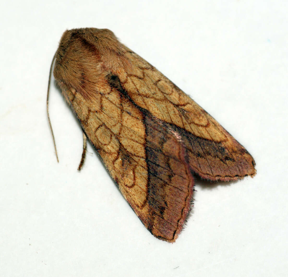 Image of bordered sallow