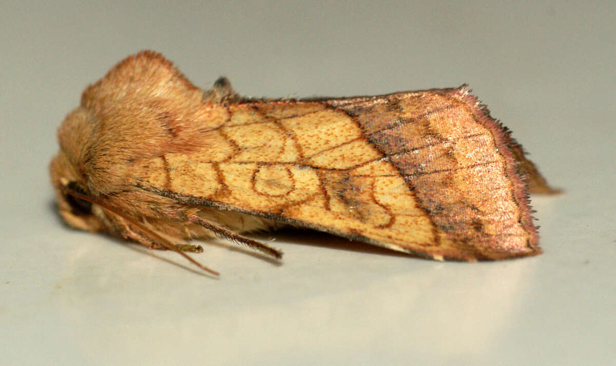 Image of bordered sallow