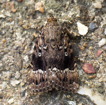 Image of copper underwing