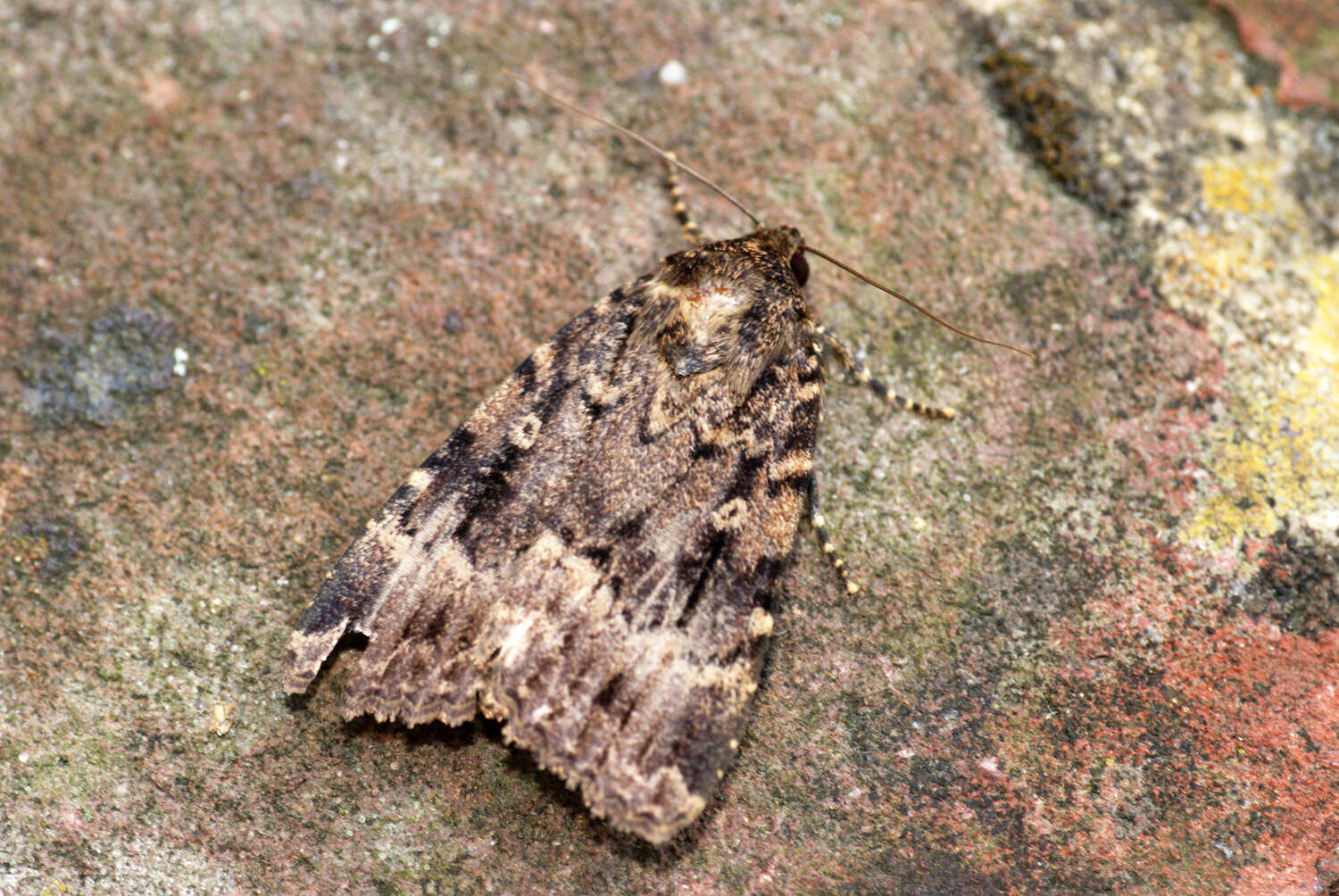 Image of copper underwing