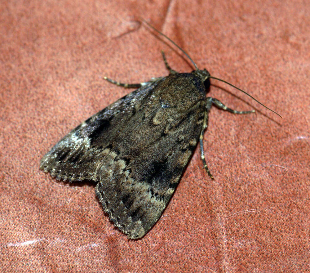 Image of copper underwing