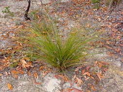 Image of Lepidosperma semiteres Boeckeler