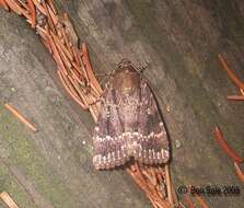 Image of copper underwing