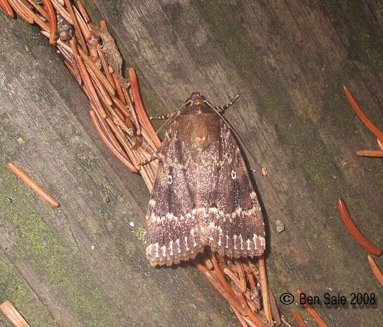 Image of copper underwing