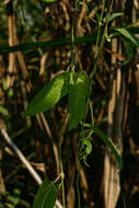 Image of Cynanchum schistoglossum Schltr.