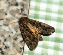 Image of straw underwing