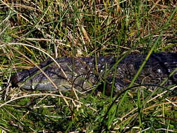 Image of Broad-snouted Caiman