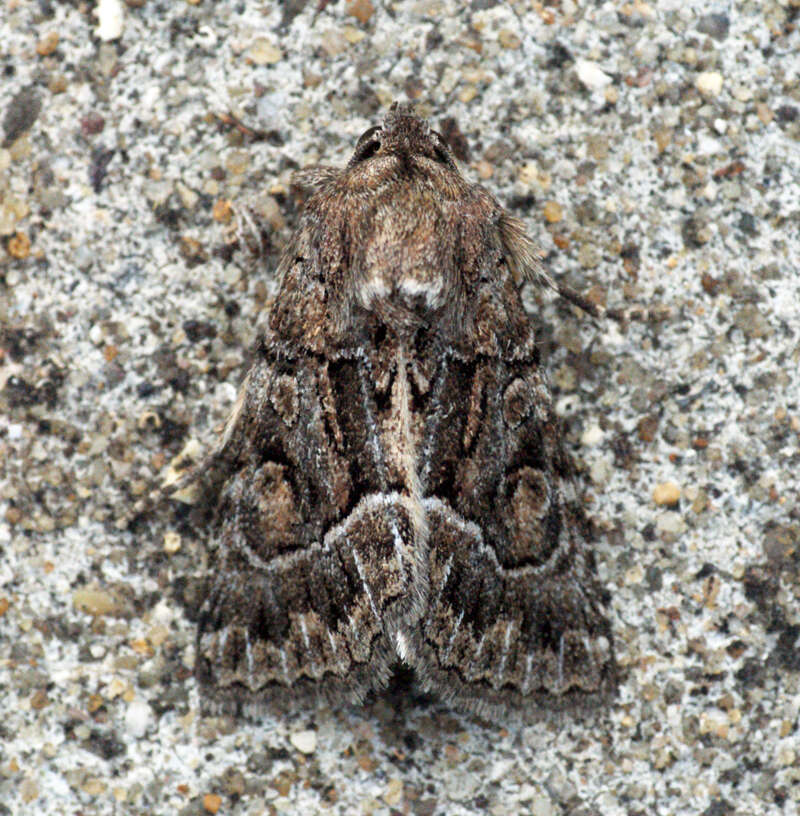 Image of straw underwing