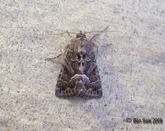 Image of straw underwing