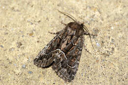 Image of straw underwing