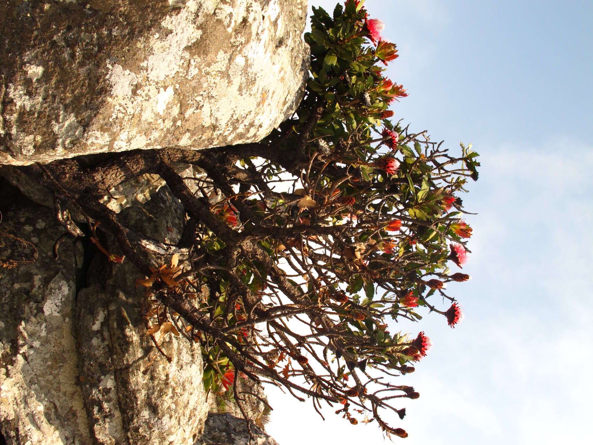 Image of Transvaal mountain sugarbush