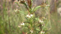 Image of Habenaria incarnata (Lyall ex Lindl.) Rchb. fil.