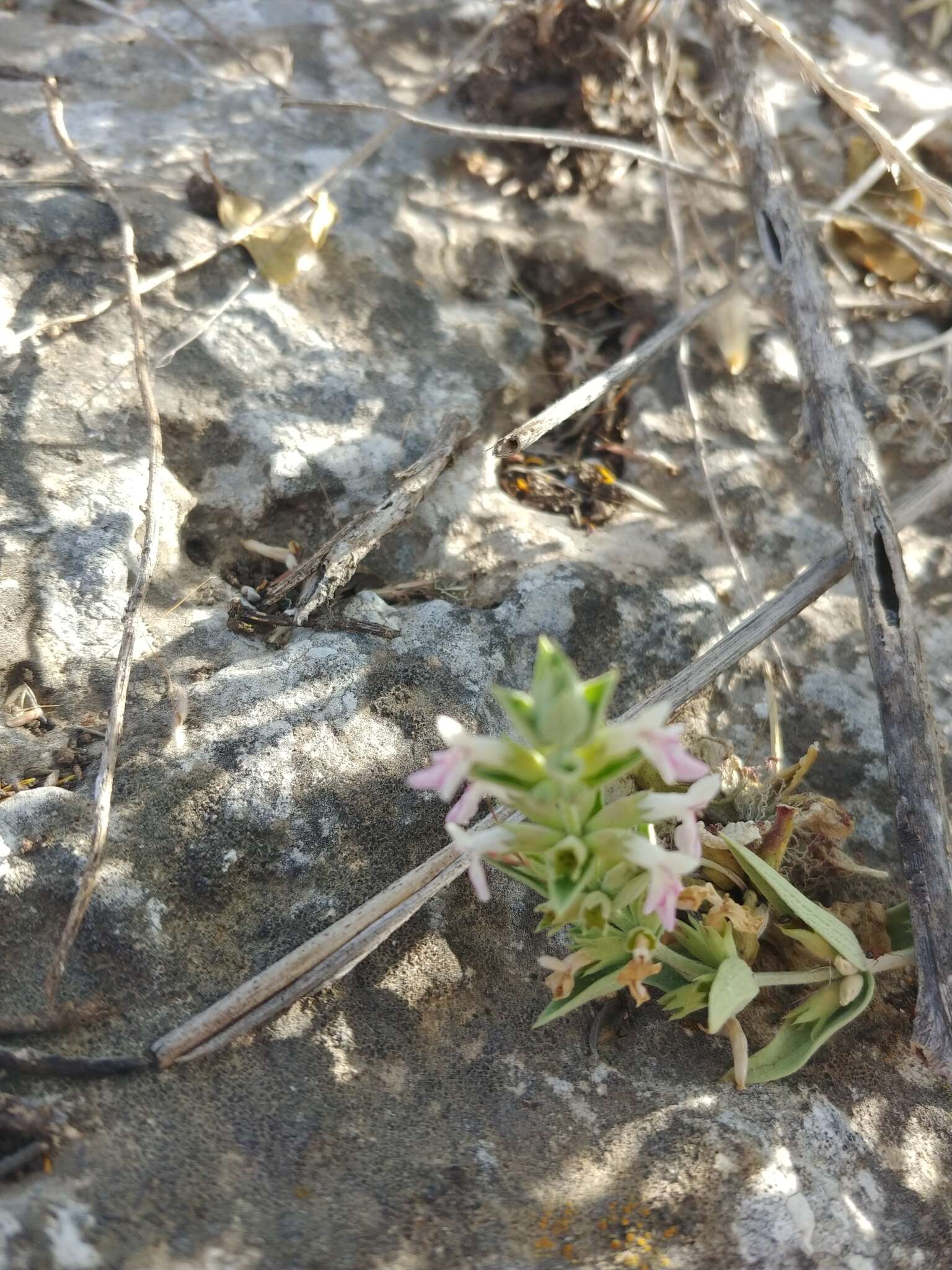 Слика од Stachys palaestina L.