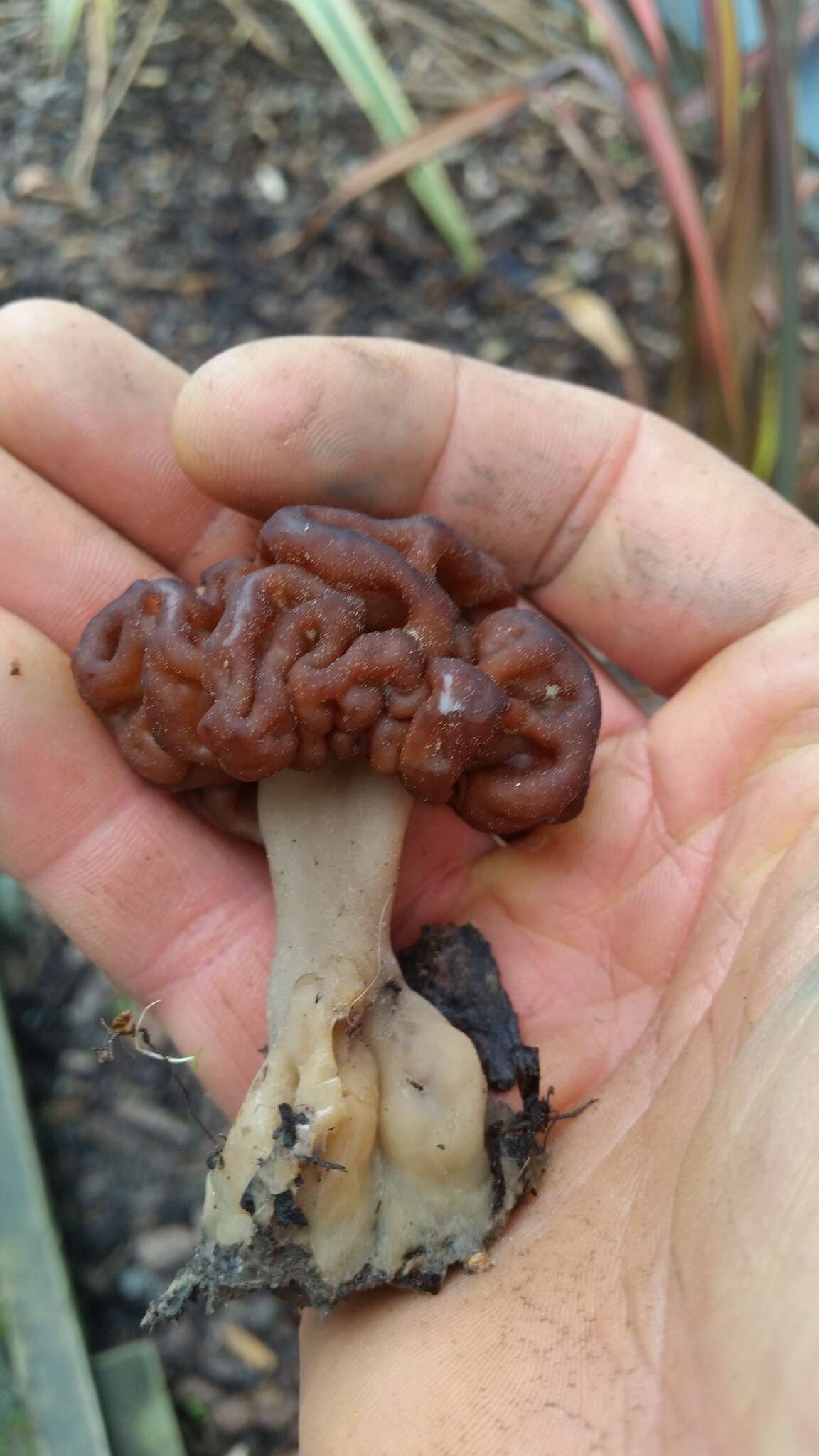 Imagem de Gyromitra tasmanica Berk. & Cooke 1878