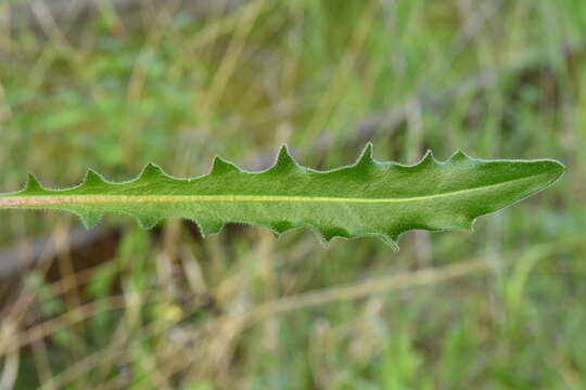 Image of bristly hawkbit