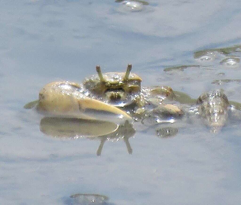 Image of Mexican Fiddler Crab