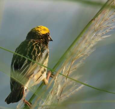 Image of Streaked Weaver